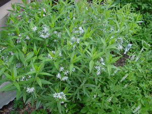 blue star willow 3